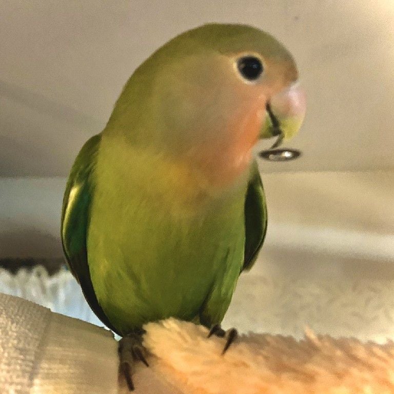 エルメ