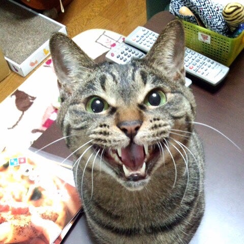 たいねこきじとら
