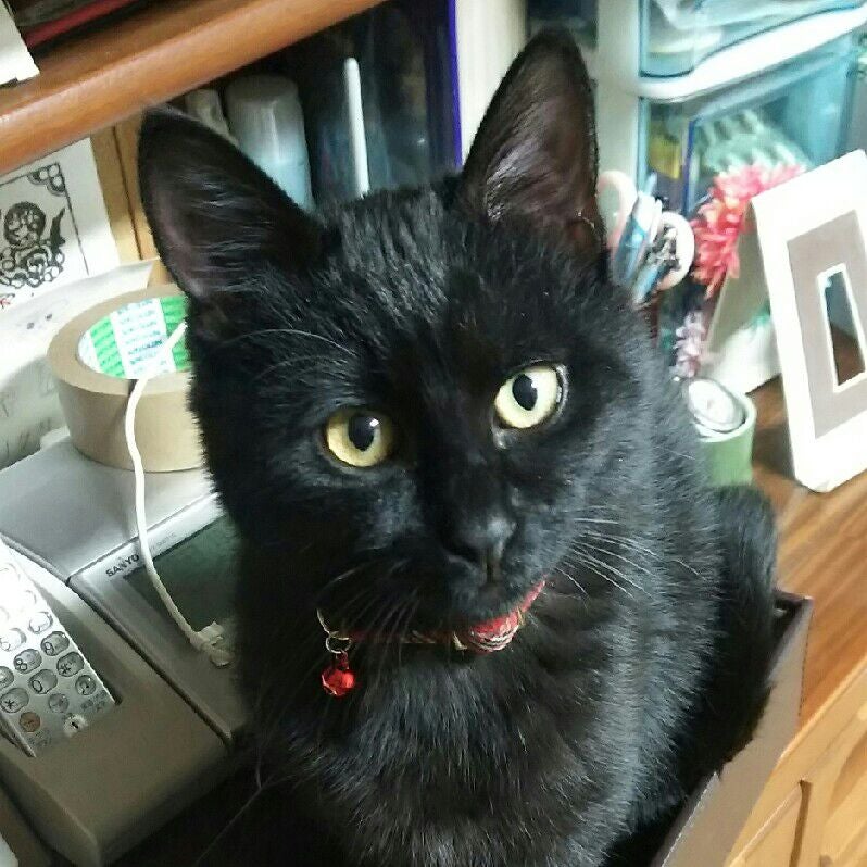 ちゃらんこ