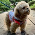 リーリャの犬ごはん