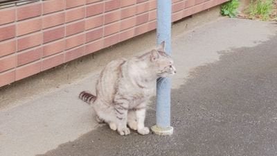 くさぽよん