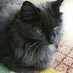 おじゃるん