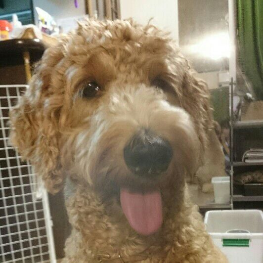 おねーちゃん
