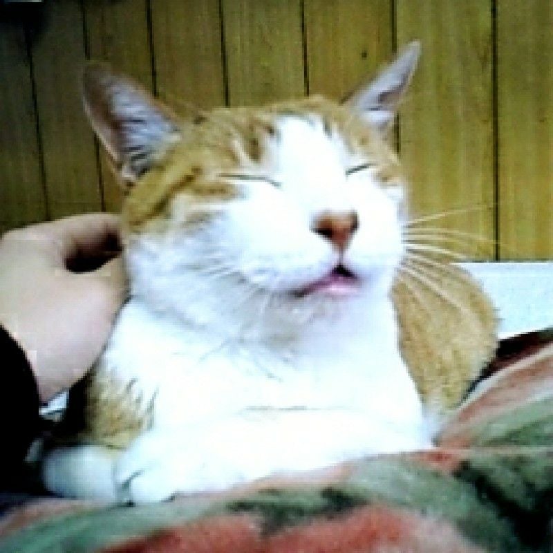 bucico