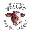 WHITE COLLAR YOGURT