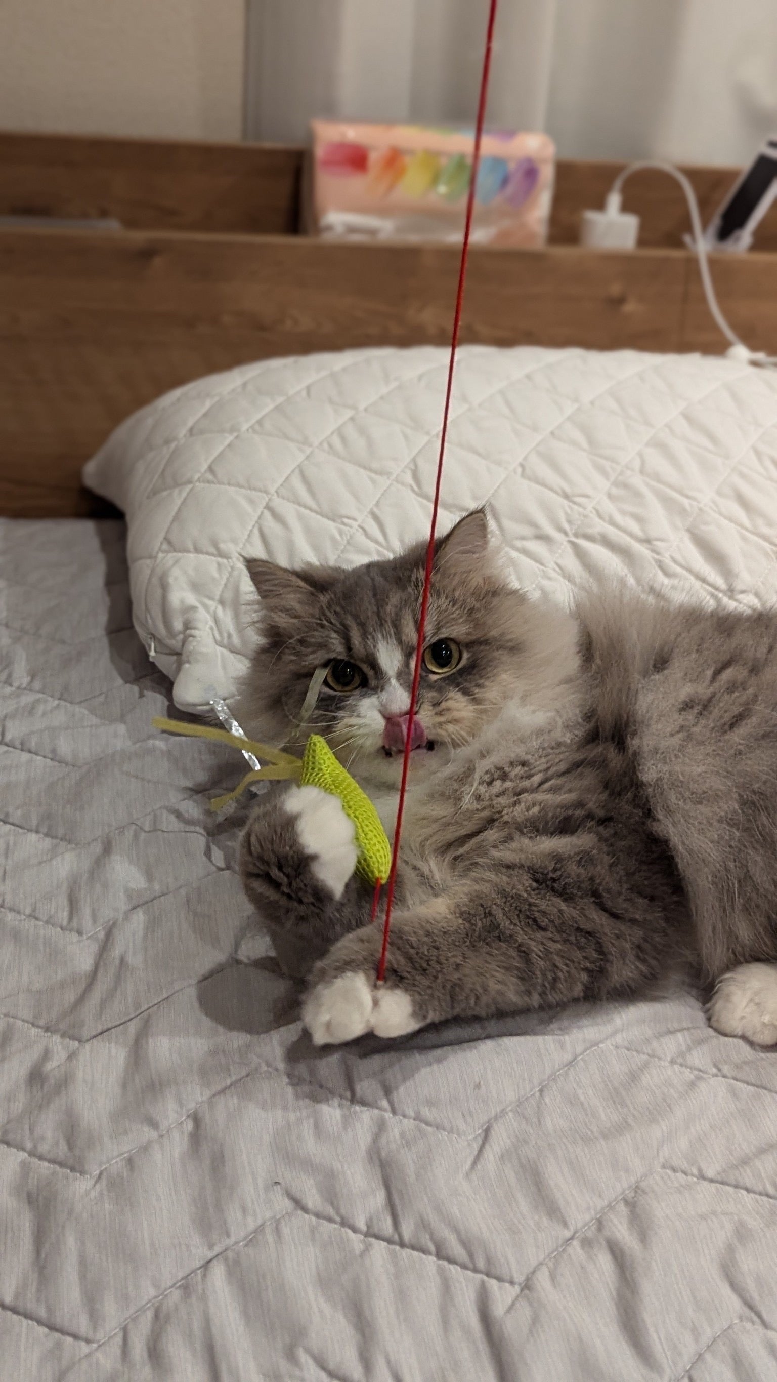 よしもとれいこです