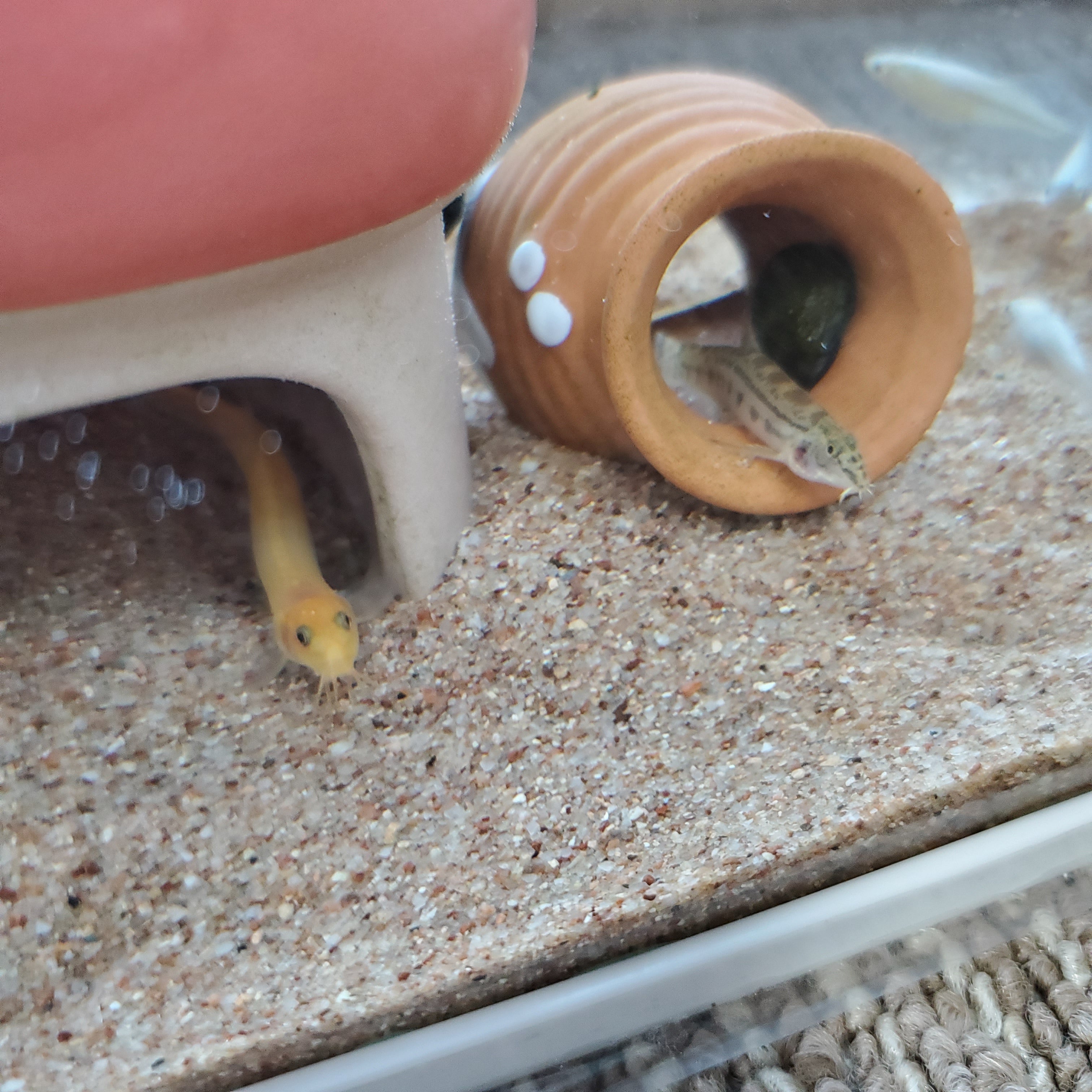 楽天イーグルスおばさん